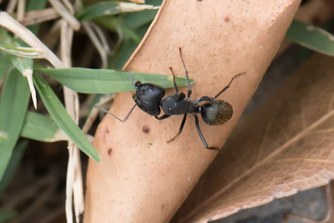 Sugar Ant (Camponotus aeneopilosus) (Camponotus aeneopilosus)
